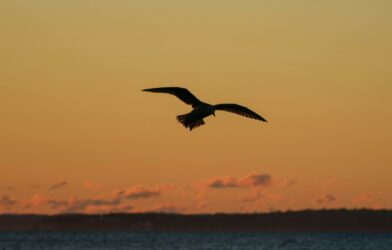 Rencontre biblique « Faune et flore dans la Bible »