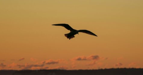 Rencontre biblique « Faune et flore dans la Bible »